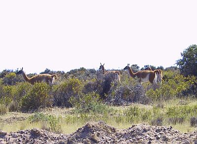 Guanaco