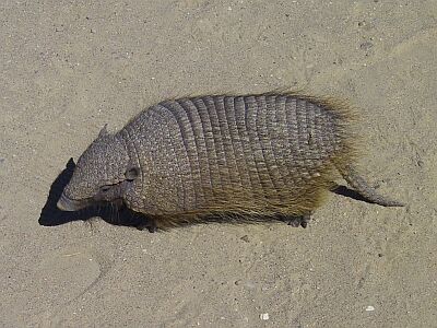 Armadillo