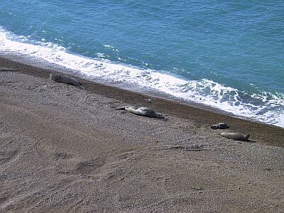 Elephant Seals