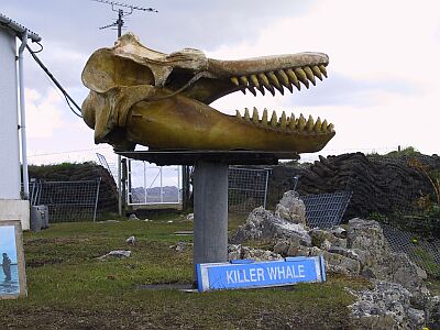 Orca Skull