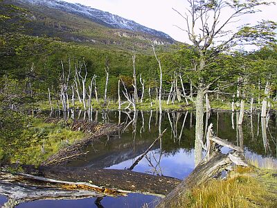 Beaver Dam