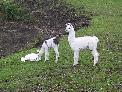 Llamas