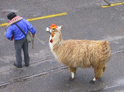 Llama