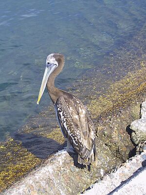 Pelican