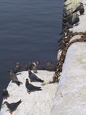 Sea birds