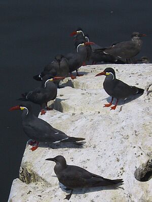 Sea birds2